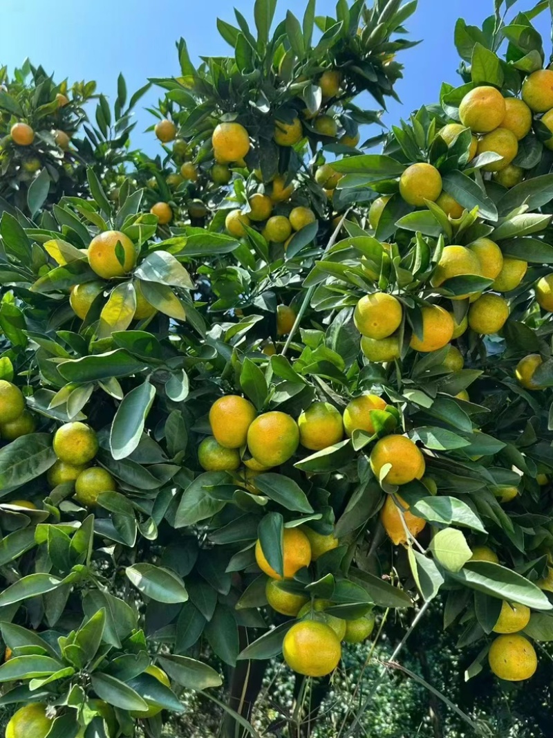 石门蜜橘