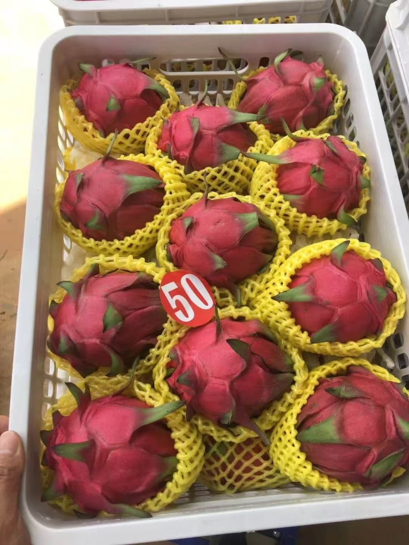 广西的火龙果物美价廉，继续大量上市欢迎选购