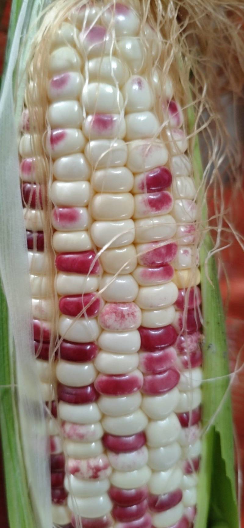 安徽鲜玉米，水果，甜糯玉米口感鲜，甜，糯，味美价廉