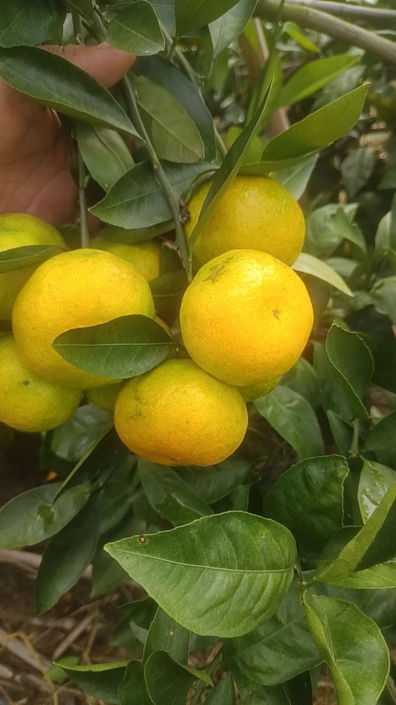 横沙岛特早蜜橘日南一号上市