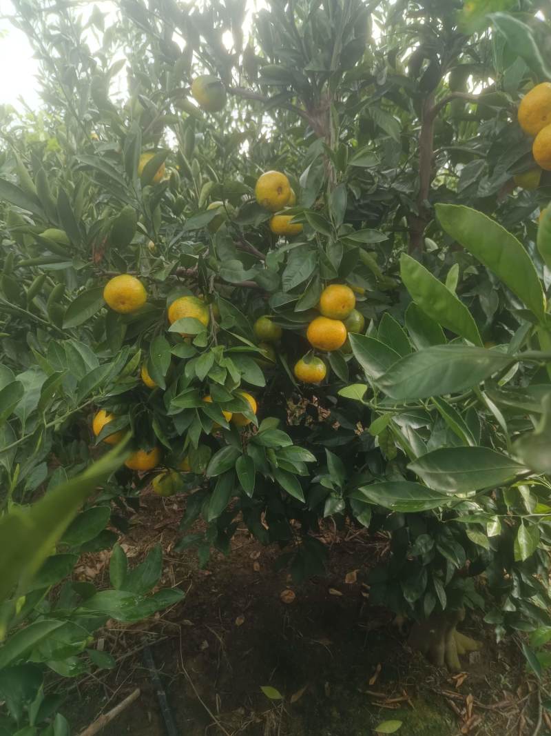 横沙岛特早蜜橘日南一号上市