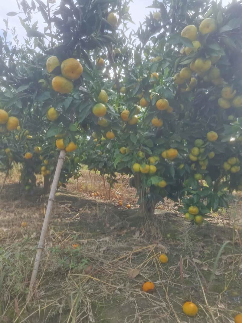 横沙岛特早蜜橘日南一号上市