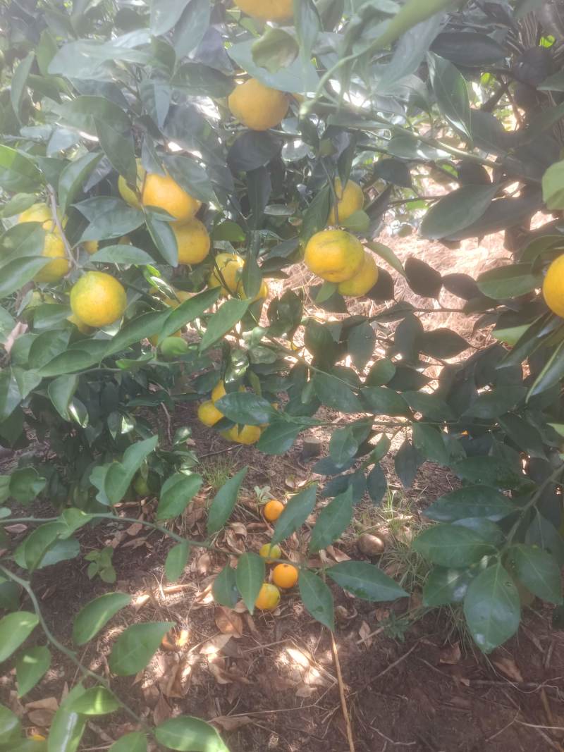横沙岛特早蜜橘日南一号上市