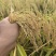 工厂五常稻花香特等有机米政府溯源新米可代发可集采量大优惠