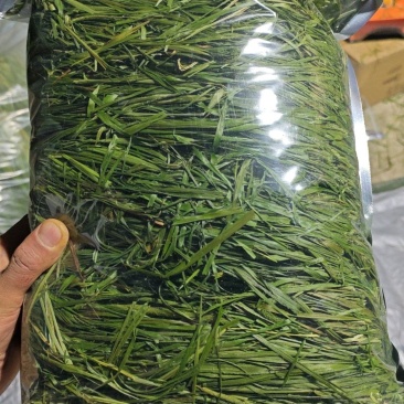烘干提摩西草燕提