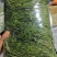 烘干提摩西草燕提