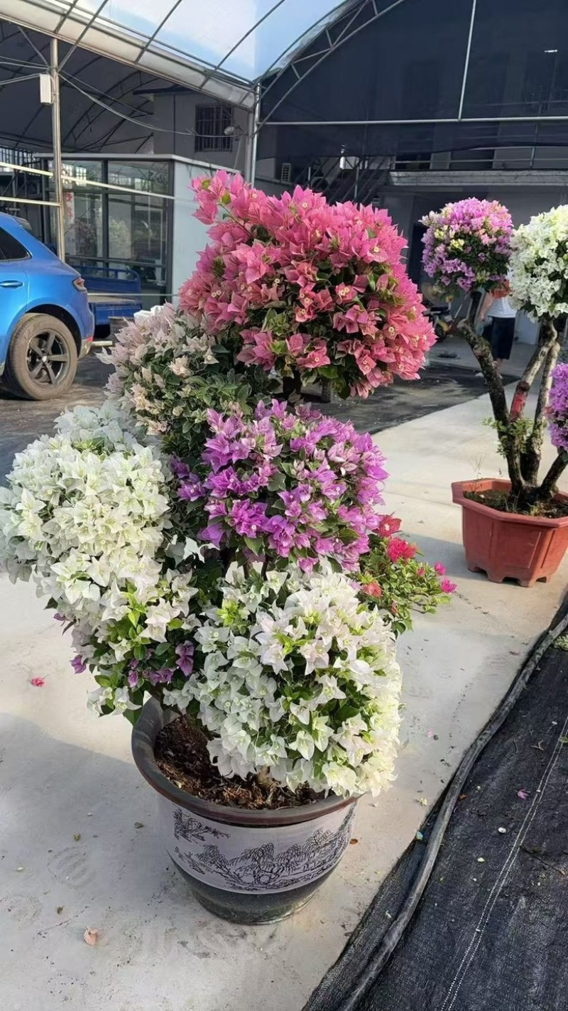 多色造型三角梅
