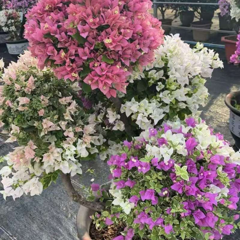 多色造型三角梅