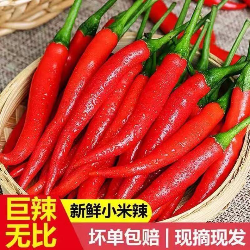 优质精品小米椒今日特价电商超市加工厂各大批发市场直供联系