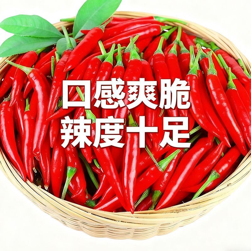 优质精品小米椒今日特价电商超市加工厂各大批发市场直供联系