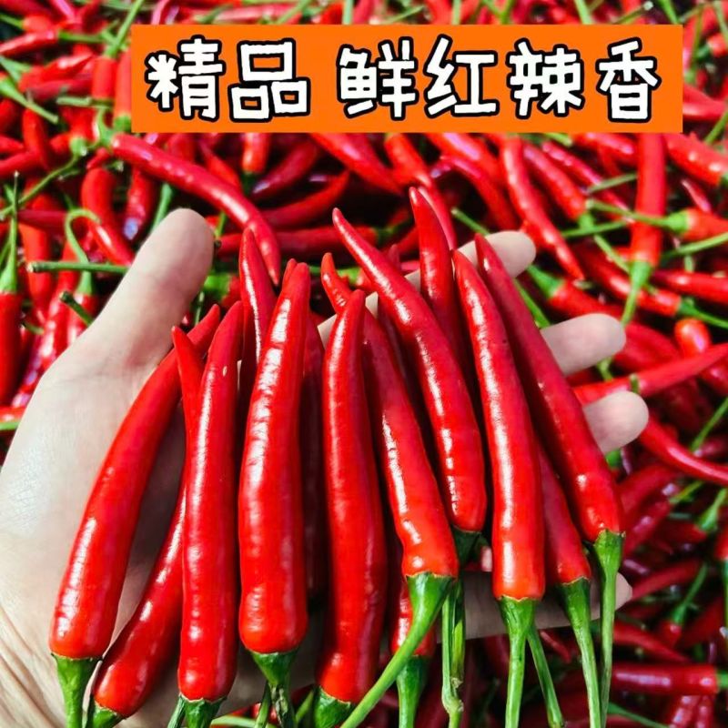 优质精品小米椒今日特价电商超市加工厂各大批发市场直供联系