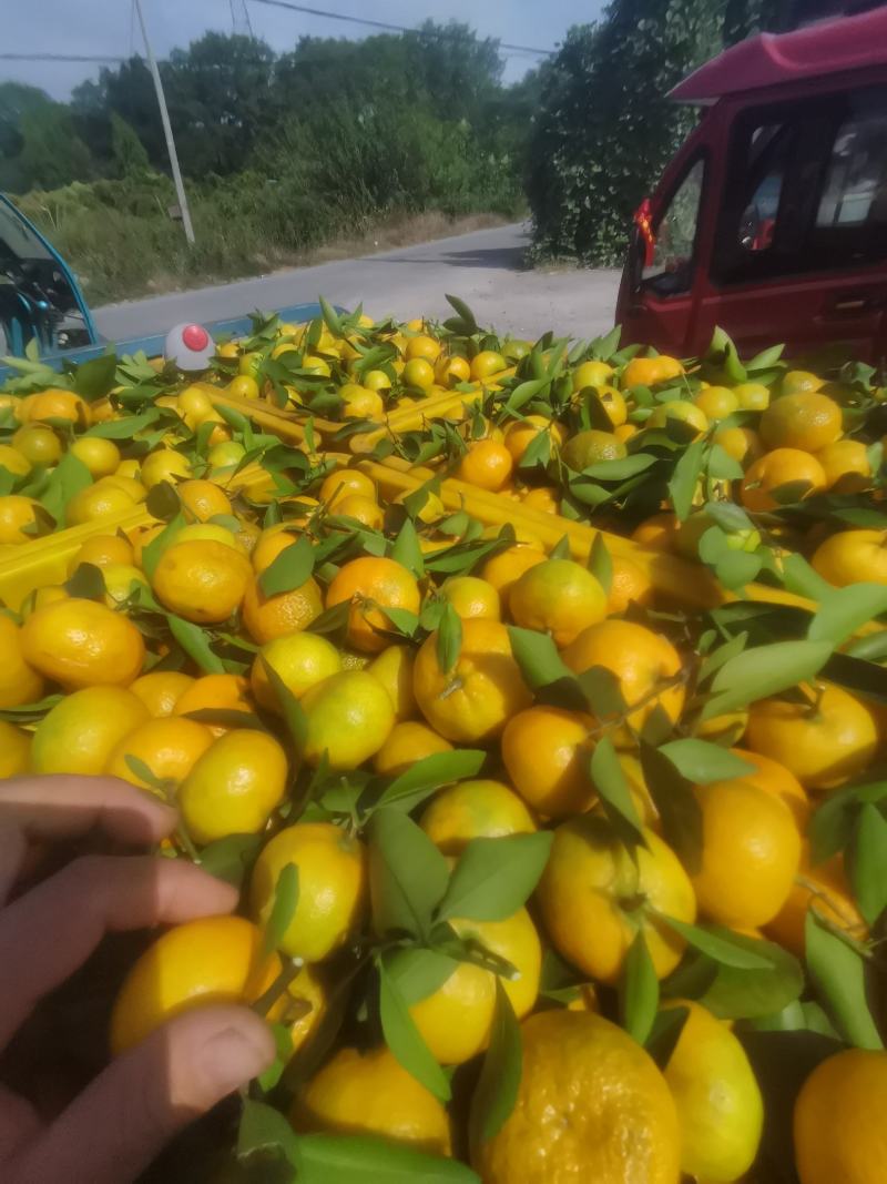 广西本地早蜜桔
