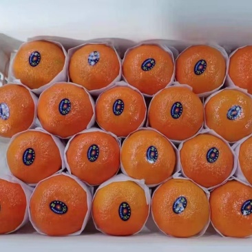 广西沃柑大量上市欢迎选购