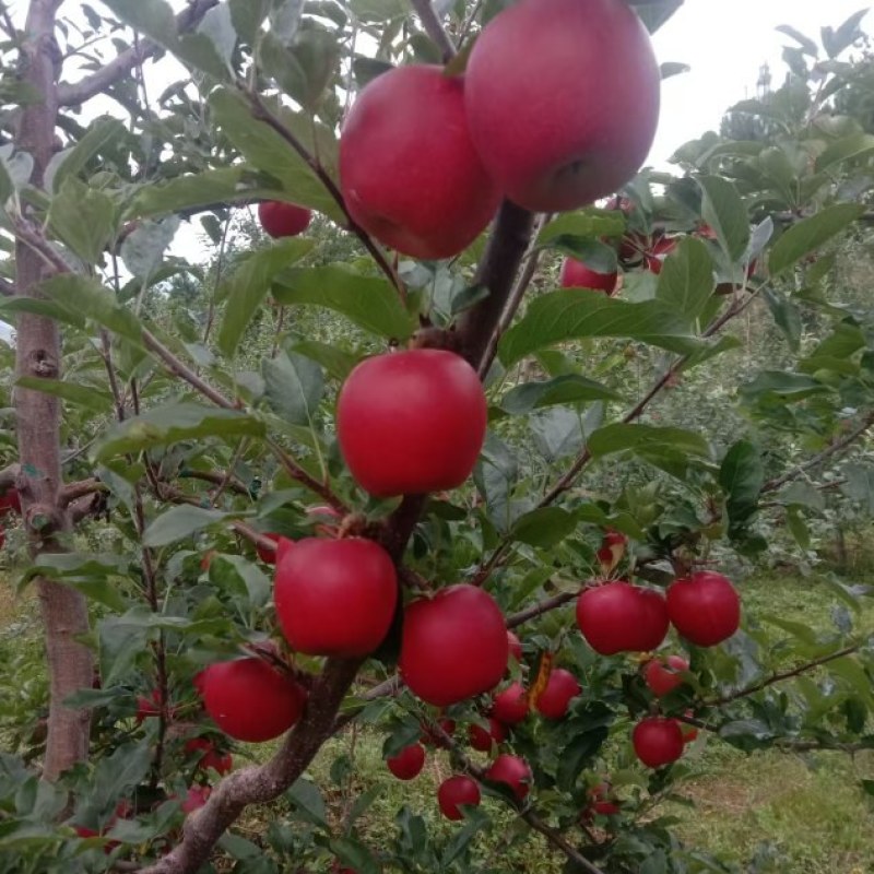 大凉山盐源糖心苹果