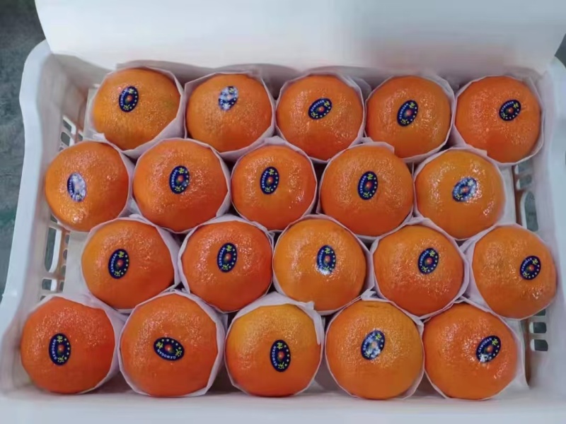 广西沃柑大量上市欢迎选购