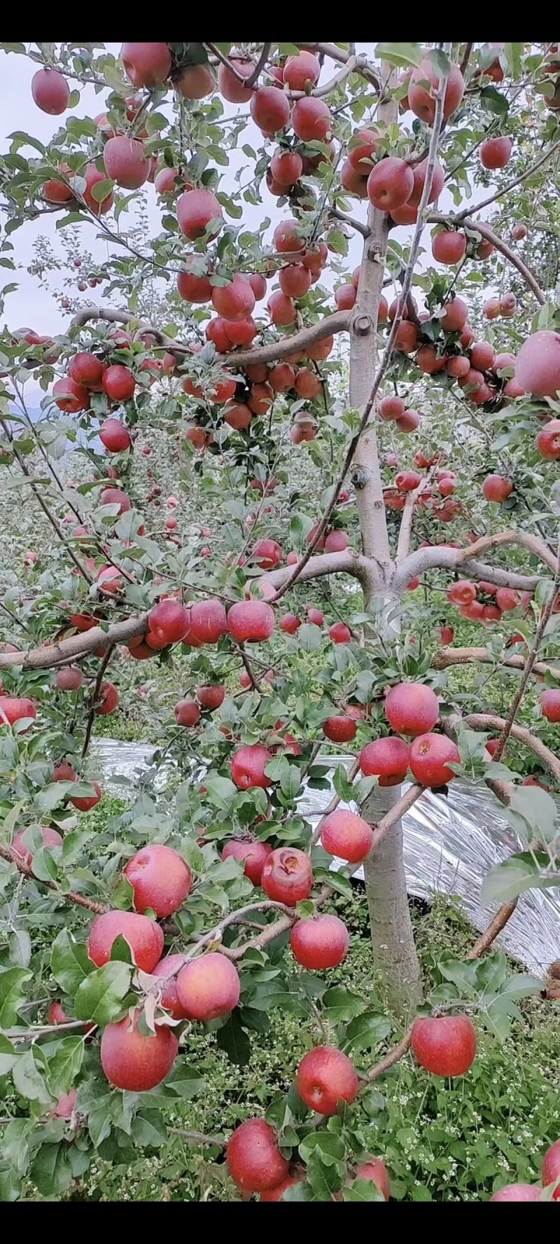 大凉山盐源糖心苹果