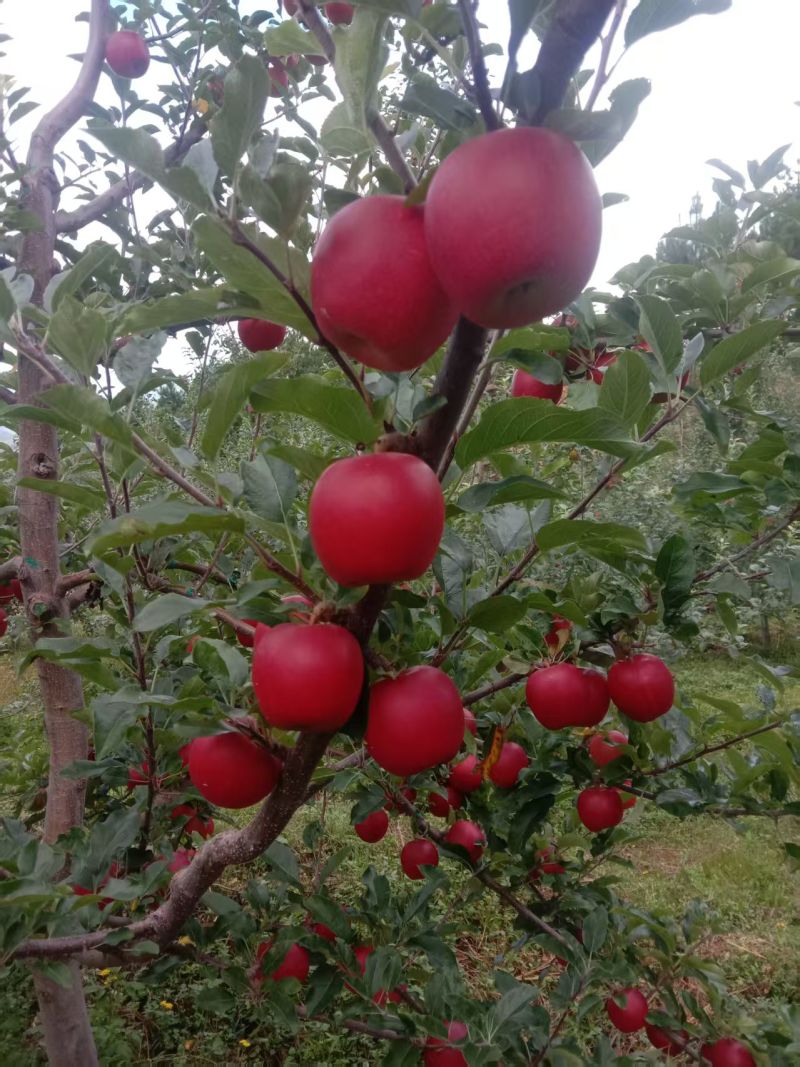 大凉山盐源糖心苹果