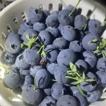 云南澄江蓝莓