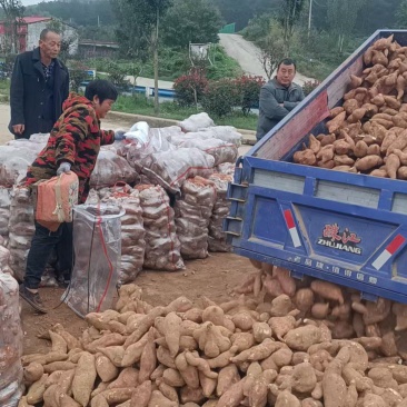 河南省确山县瓦岗丘陵地高淀粉红薯