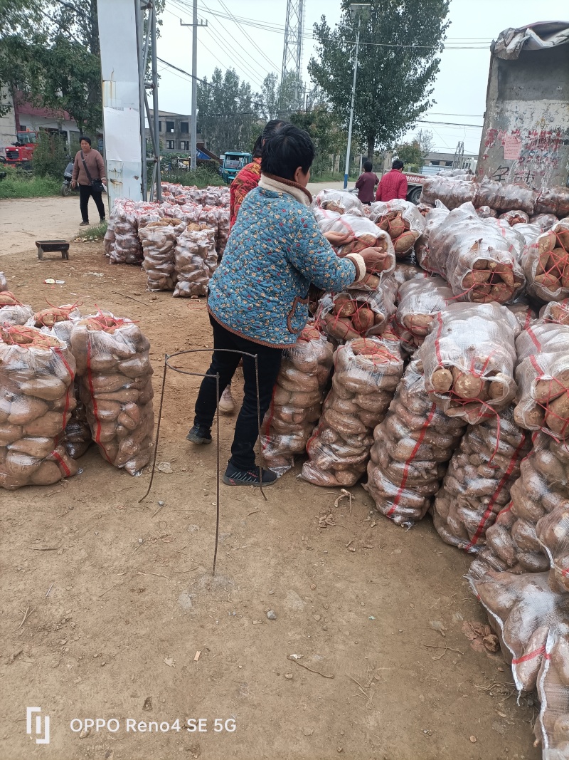 河南省确山县瓦岗丘陵地高淀粉红薯