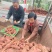 河南确山县瓦岗丘陵地西瓜红红薯