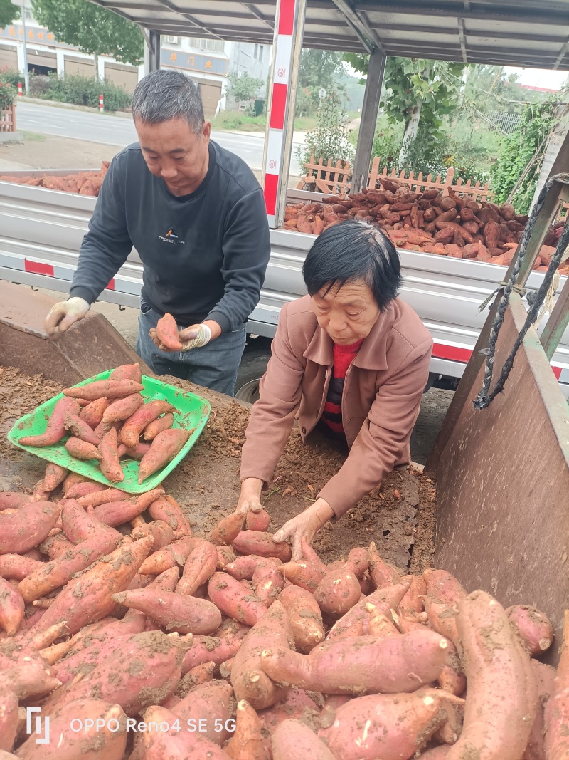 河南确山县瓦岗丘陵地西瓜红红薯