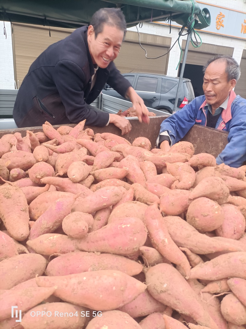 河南确山县瓦岗丘陵地西瓜红红薯