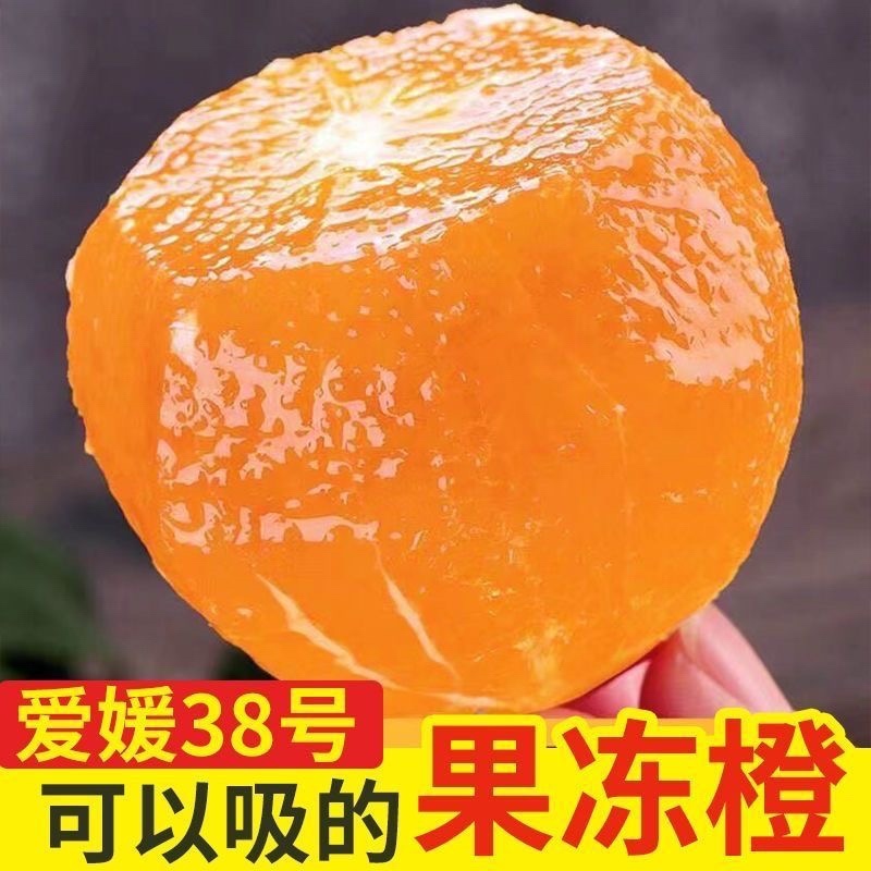 爱媛果冻橙/一件/电商抖音源头直供