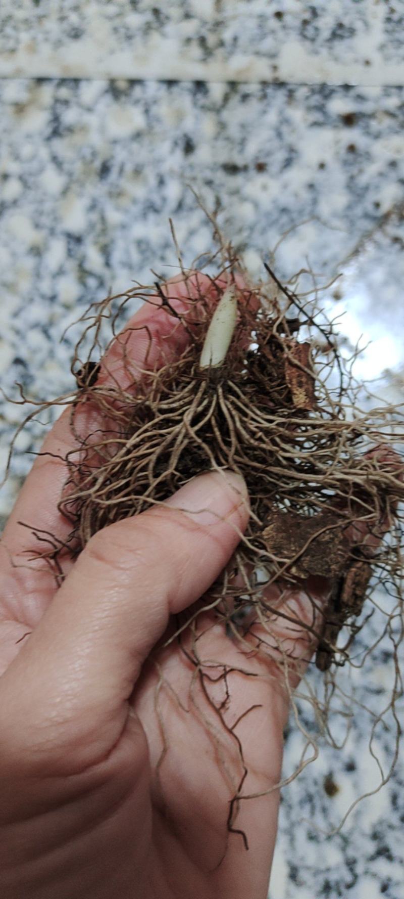 铃兰种球电商专用
