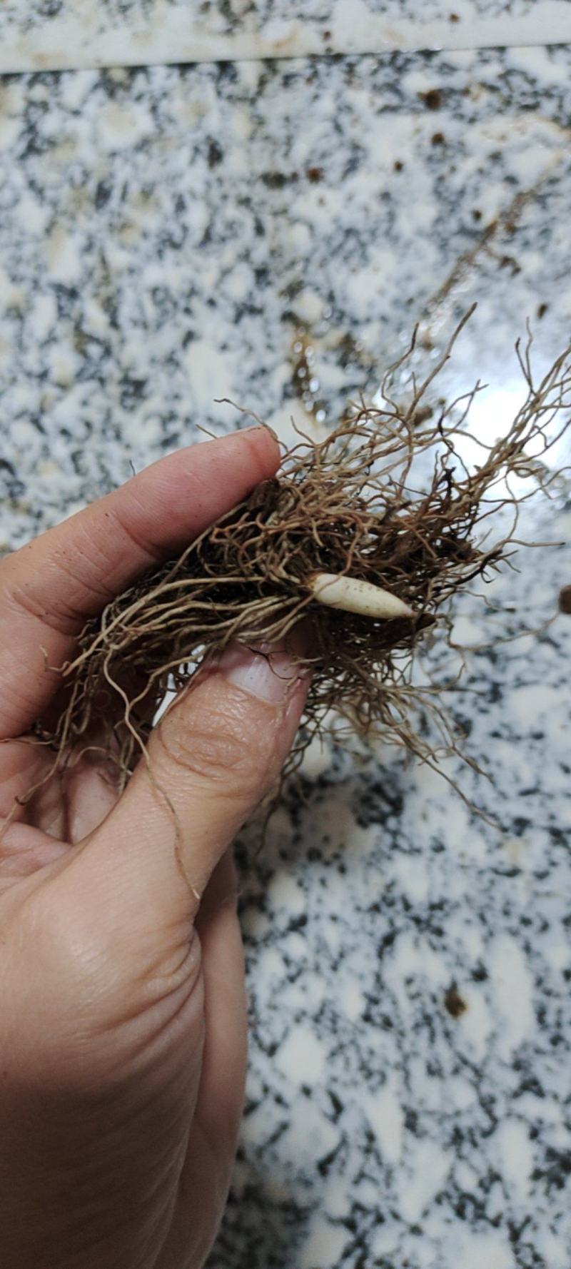 铃兰种球电商专用