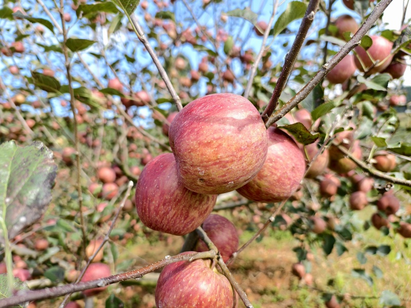 黑石头居乐河糖心苹果