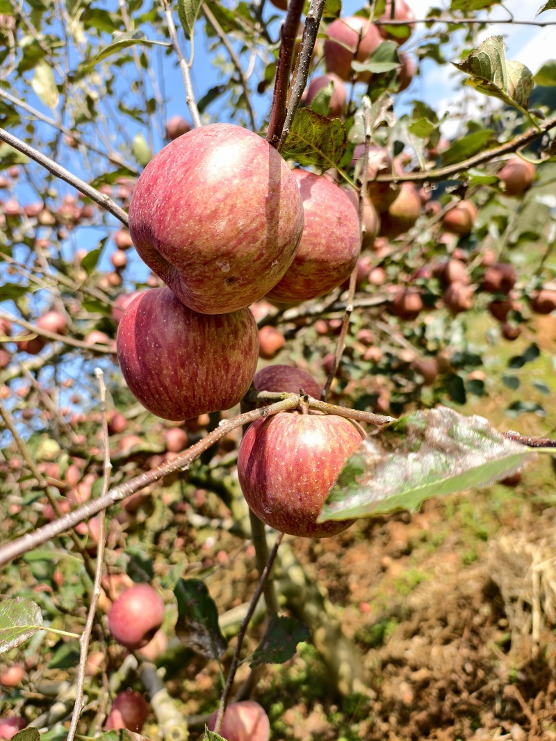 黑石头居乐河糖心苹果
