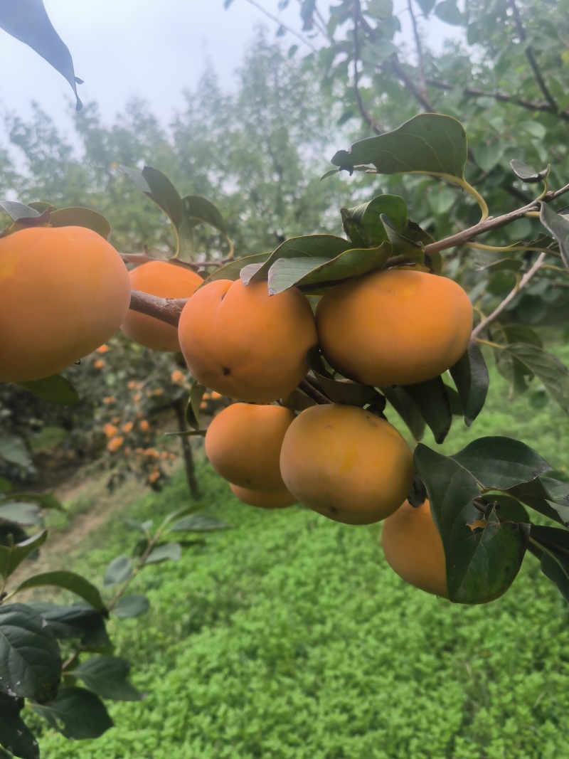阳丰水果柿子