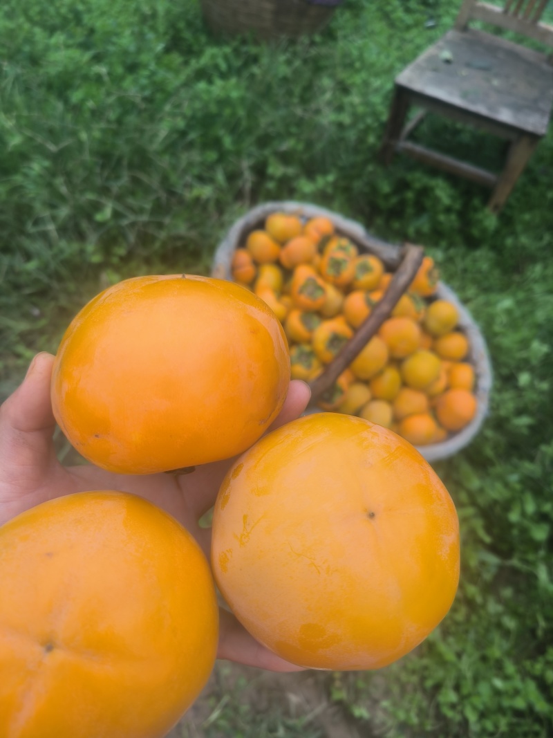 阳丰水果柿子