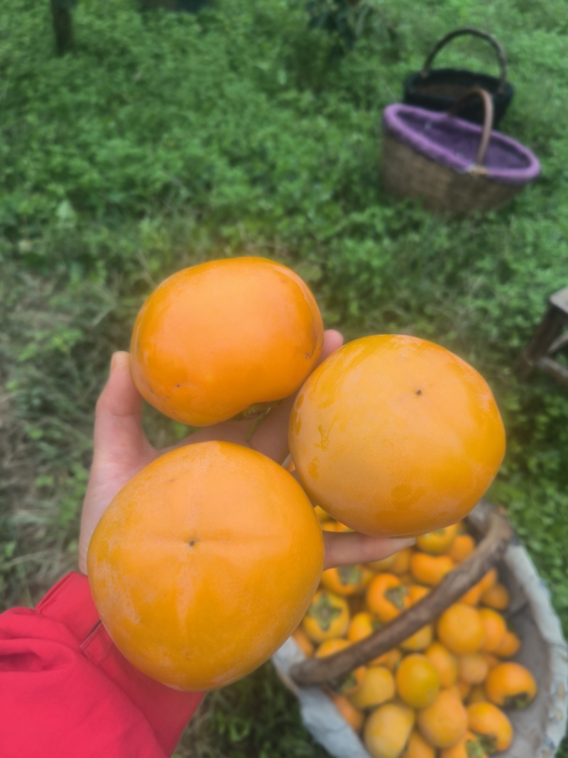 阳丰水果柿子