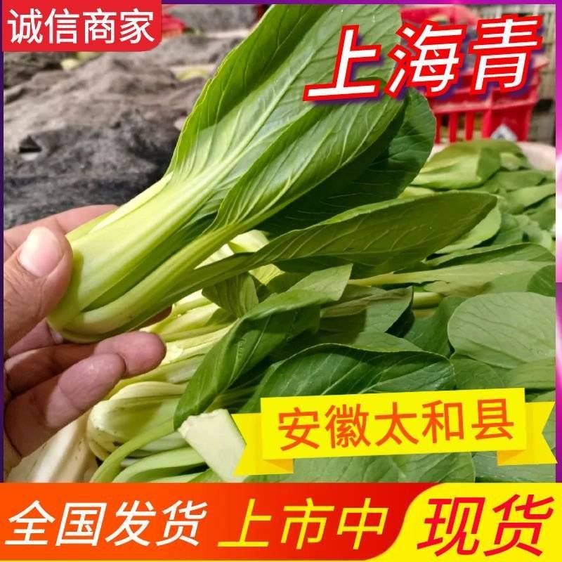 《上海青&小油菜》安徽太和/太和油菜/常年供应/全国发货
