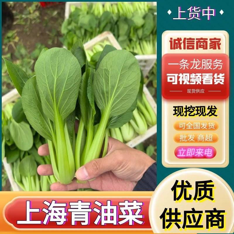 【精选】上海青/小油菜（安徽太和）常年供应/产地代发全国