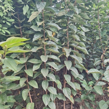 小火罐，柿子