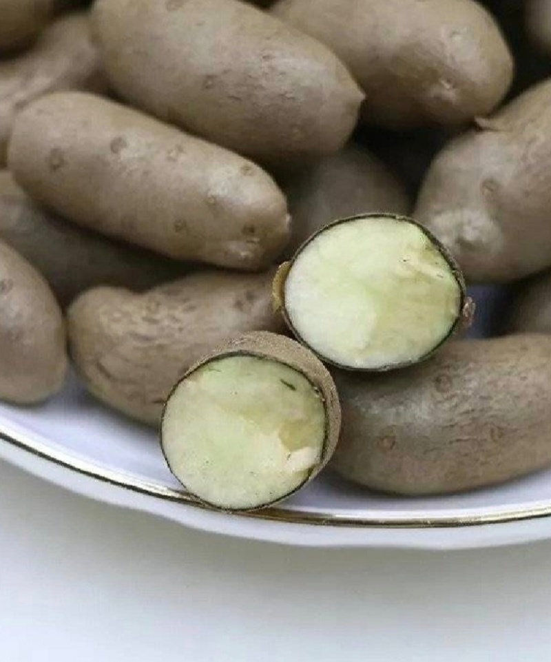 安平产地山药豆小白嘴山药豆货源充足供全国商超市场批发