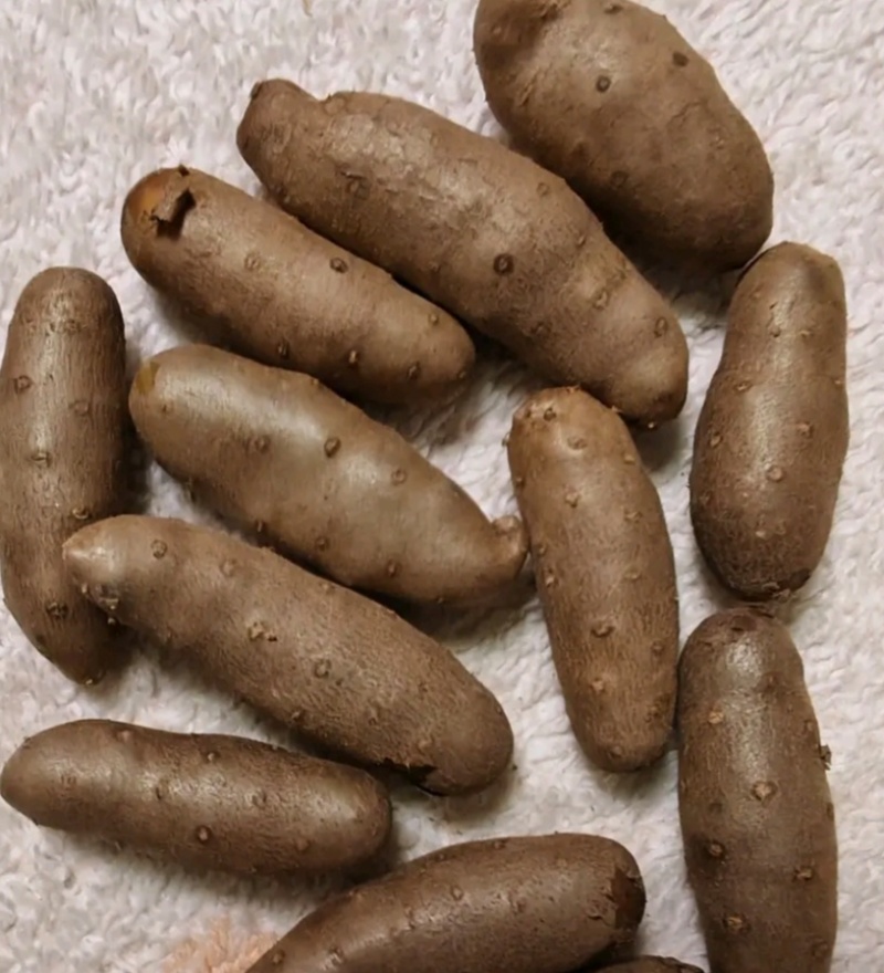 安平产地山药豆小白嘴山药豆货源充足供全国商超市场批发