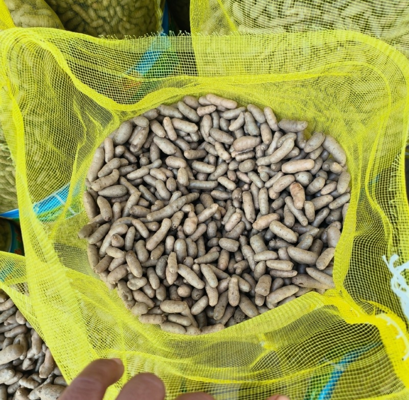 安平产地山药豆小白嘴山药豆货源充足供全国商超市场批发