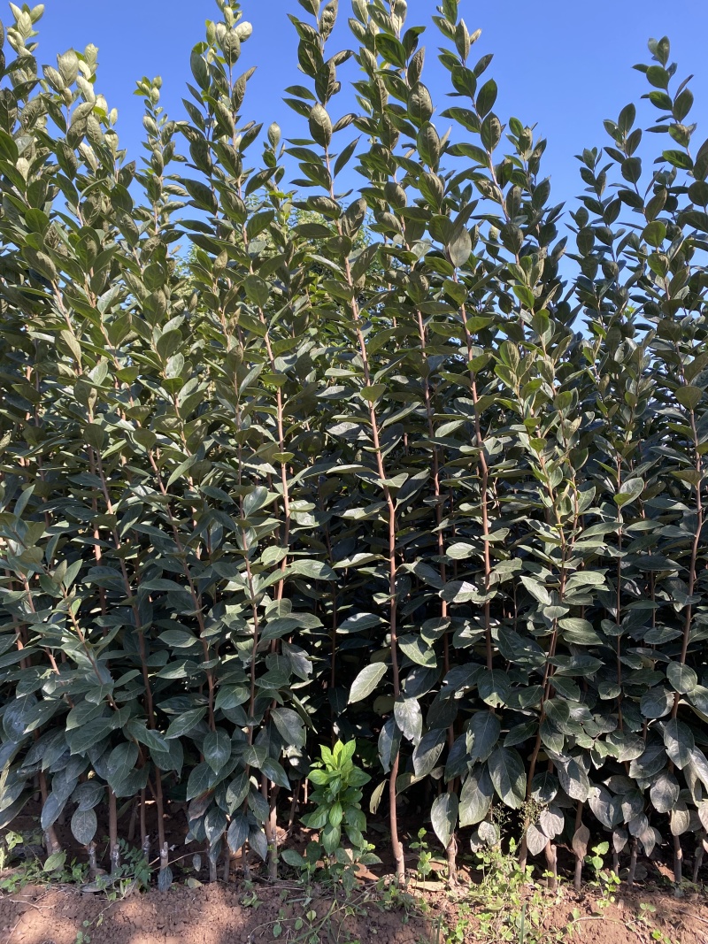 小火罐，柿子