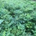 药用苦木，苦木，订单式种植回收