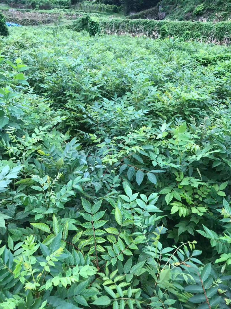 药用苦木，苦木，订单式种植回收
