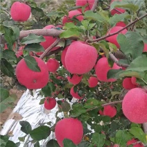 陕西红富士苹果/产地直发/对接超市/电商/批发商/欢迎致电