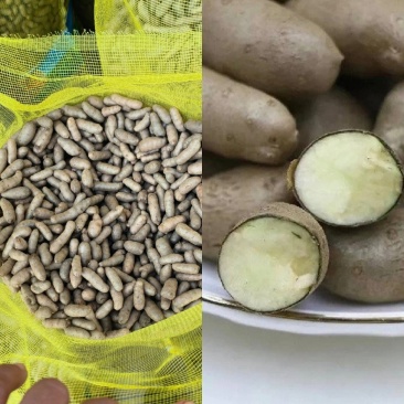 安平产地山药豆小白嘴山药豆货源充足供全国商超市场批发
