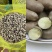 安平产地山药豆小白嘴山药豆货源充足供全国商超市场批发