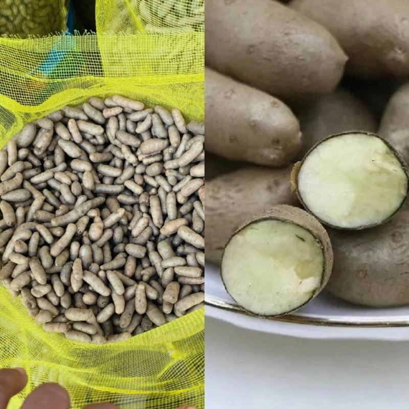 安平产地山药豆小白嘴山药豆货源充足供全国商超市场批发