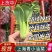 【上海青/小油菜】产地直供/常年批发/全国发货/量大从优