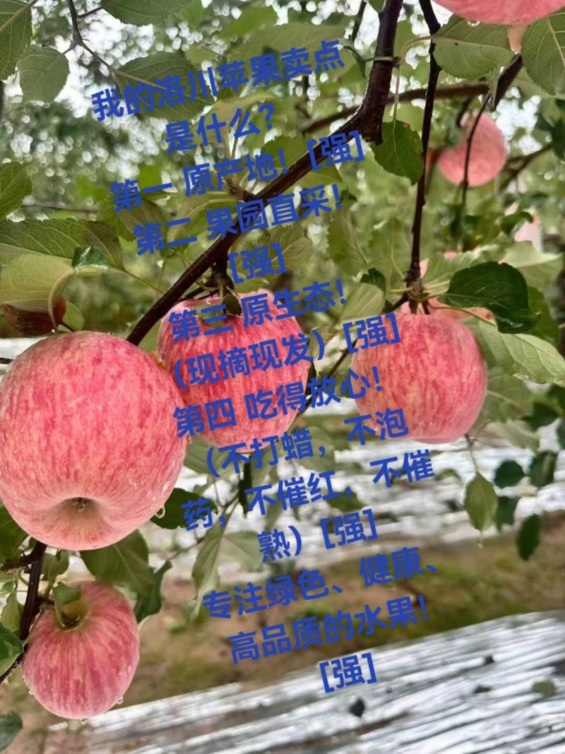 有需要正宗的洛川苹果联系我，***********